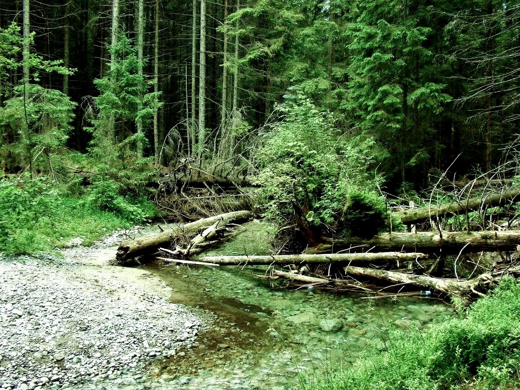 Zdjęcia: Tatry, województwo małopolskie, Tatry-potok Roztoka, POLSKA Zdjęcia: Tatry, województwo małopolskie, Tatry-potok Roztoka, POLSKA