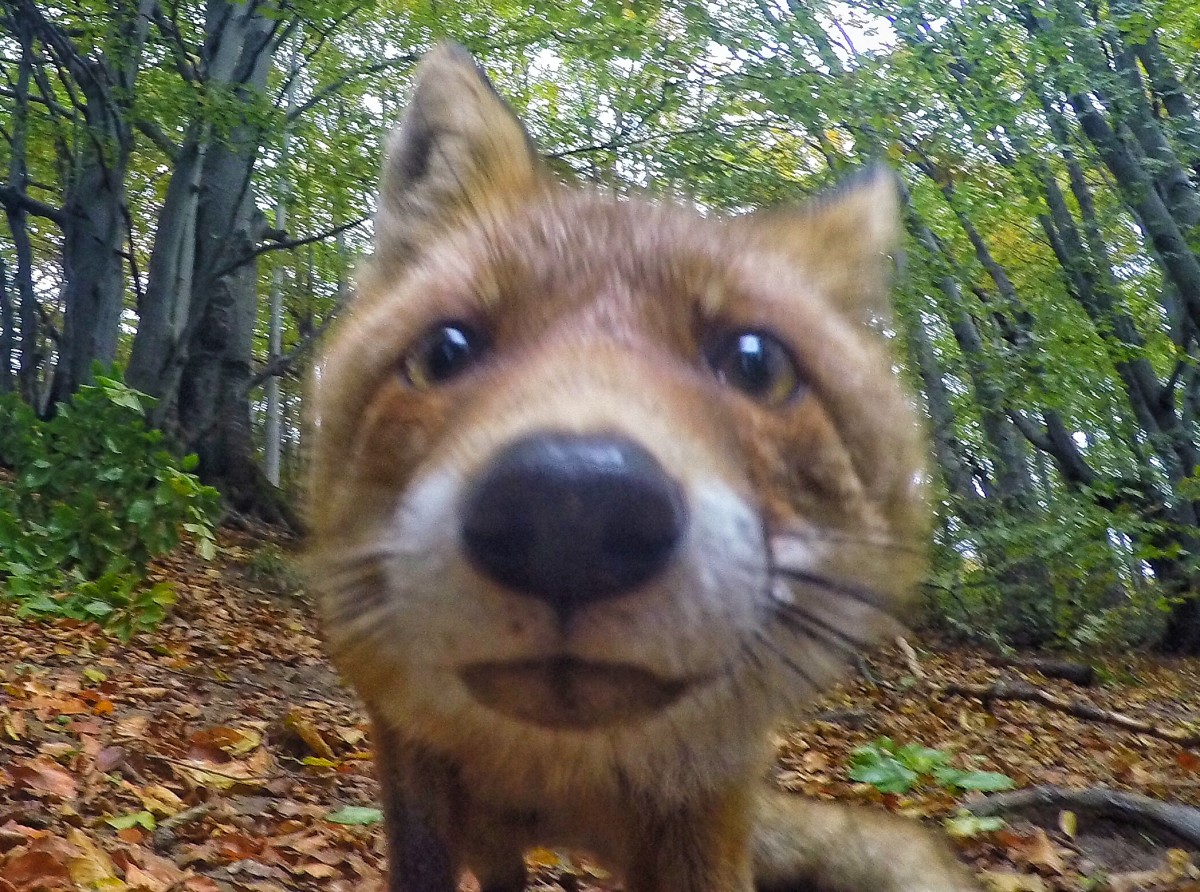 Zdjęcia: Połonina Wetlińska, Bieszczady, Chodzi lisek koło Puchatka, POLSKA Zdjęcia: Połonina Wetlińska, Bieszczady, Chodzi lisek koło Puchatka, POLSKA
