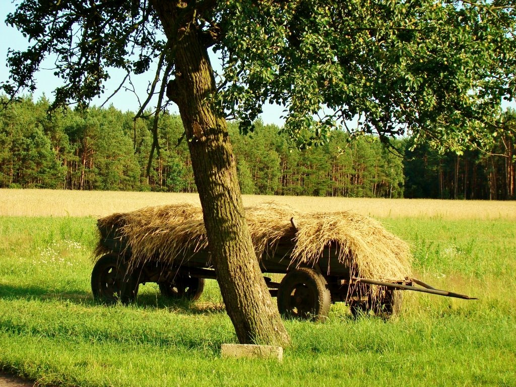 Zdjęcia: Józefów-Wiktorów, województwo łódzkie, Letni,sielski obrazek, POLSKA Zdjęcia: Józefów-Wiktorów, województwo łódzkie, Letni,sielski obrazek, POLSKA