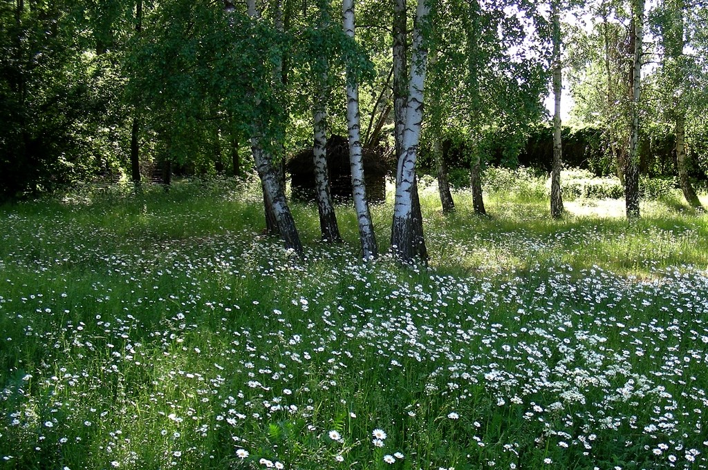 Zdjęcia: Smolarnia, opolskie, Kwiecista łąka leśna, POLSKA Zdjęcia: Smolarnia, opolskie, Kwiecista łąka leśna, POLSKA