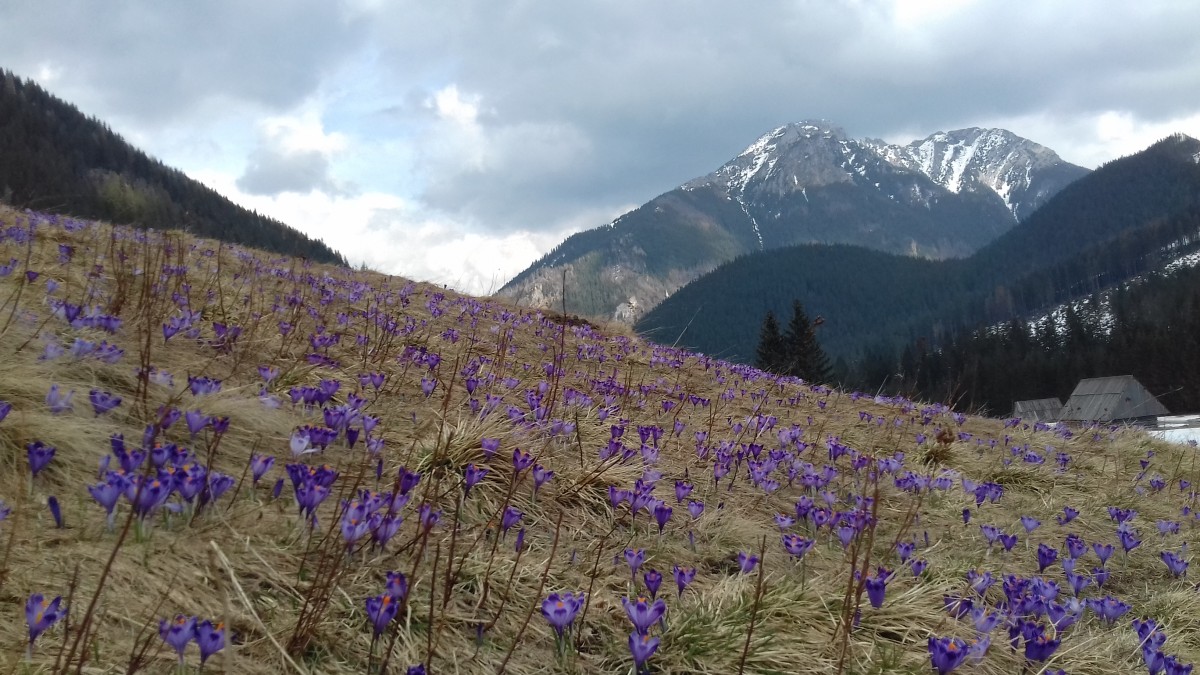 Zdjęcia: Chocholowska, Krokusy, POLSKA Zdjęcia: Chocholowska, Krokusy, POLSKA