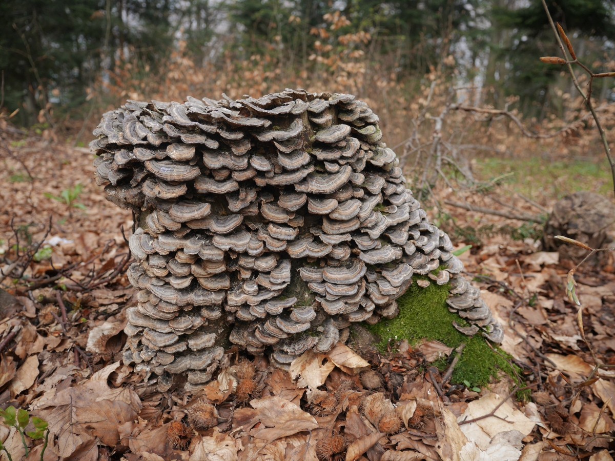 Zdjęcia: .., Beskid Żywiecki, grzybki hubki, POLSKA Zdjęcia: .., Beskid Żywiecki, grzybki hubki, POLSKA