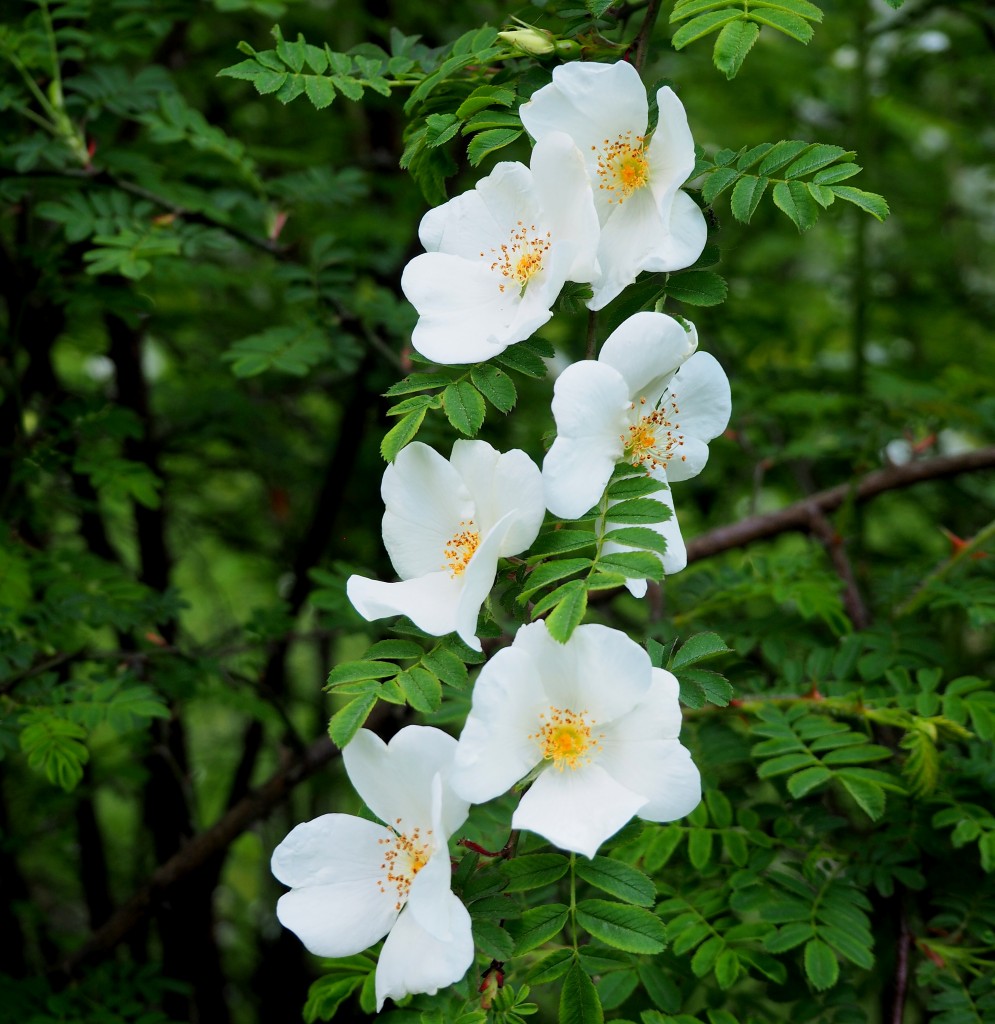 Zdjęcia: Poznań - ogród botaniczny, Wielkopolska, silky rose..., POLSKA Zdjęcia: Poznań - ogród botaniczny, Wielkopolska, silky rose..., POLSKA