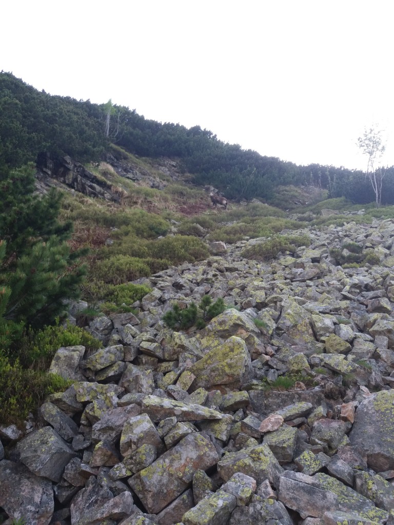 Zdjęcia: tatry, góry, kozica, POLSKA Zdjęcia: tatry, góry, kozica, POLSKA