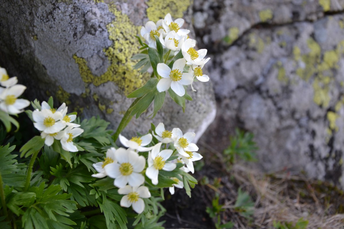 Zdjęcia: Babia Góra, Beskid Żywiecki, Pozdrowienia z Babiej, POLSKA Zdjęcia: Babia Góra, Beskid Żywiecki, Pozdrowienia z Babiej, POLSKA