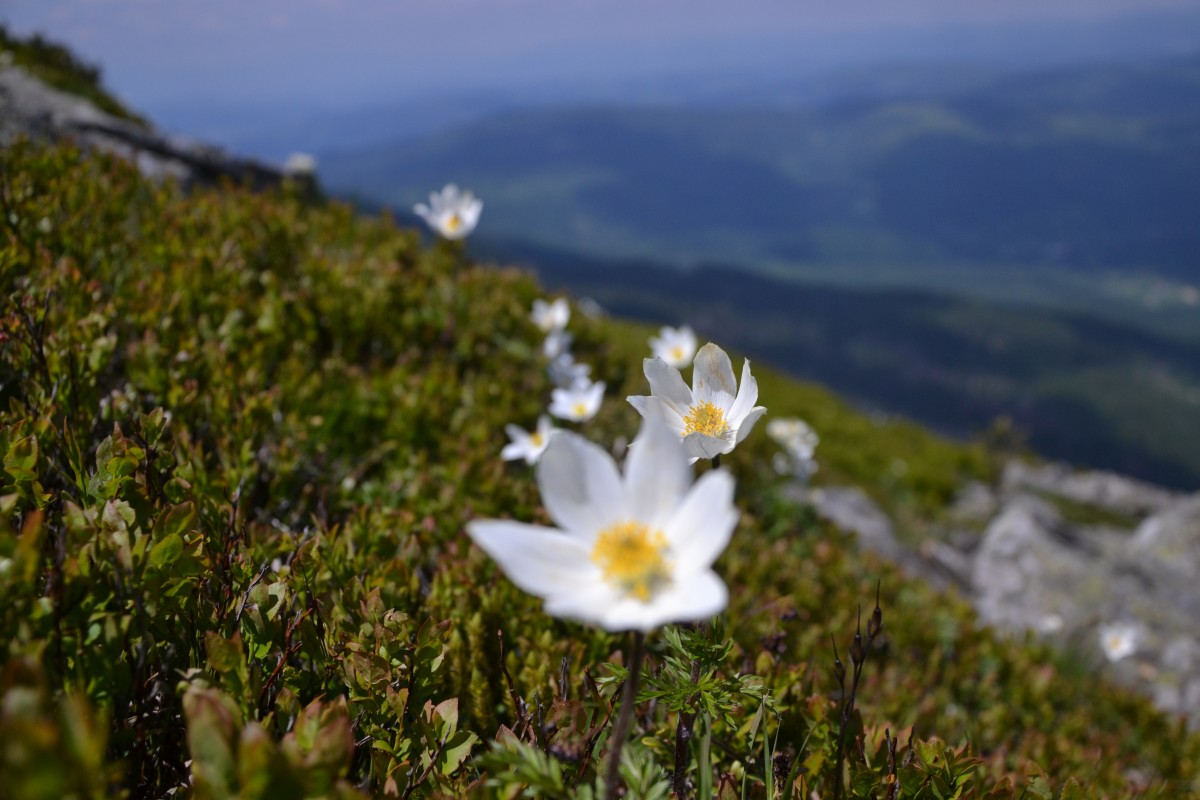 Zdjęcia: Babia Góra, Beskid Żywiecki, Pozdrowienia z Babiej III, POLSKA Zdjęcia: Babia Góra, Beskid Żywiecki, Pozdrowienia z Babiej III, POLSKA