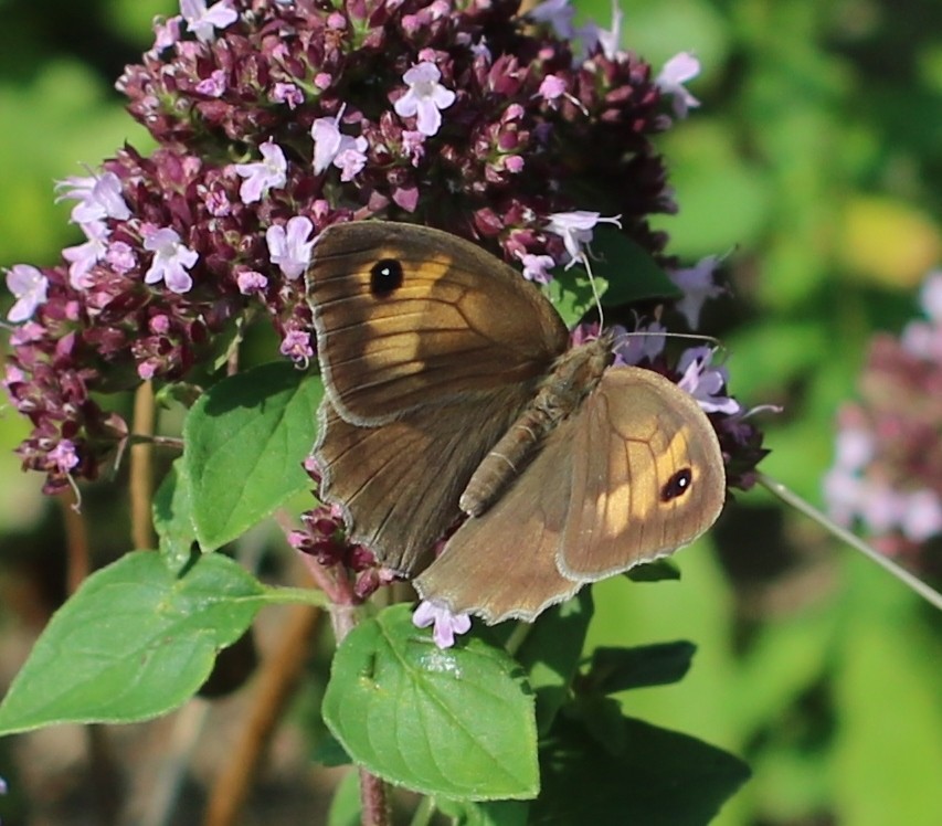 Zdjęcia: ogród, Wielkopolska, Przestrojnik jurtina, POLSKA Zdjęcia: ogród, Wielkopolska, Przestrojnik jurtina, POLSKA