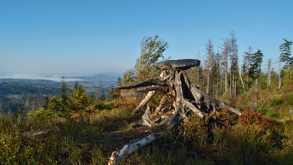Zdjęcia: gdzieś na szlaku, beskid żywiecki, w drodze na Baranią Górę, POLSKA Zdjęcia: gdzieś na szlaku, beskid żywiecki, w drodze na Baranią Górę, POLSKA