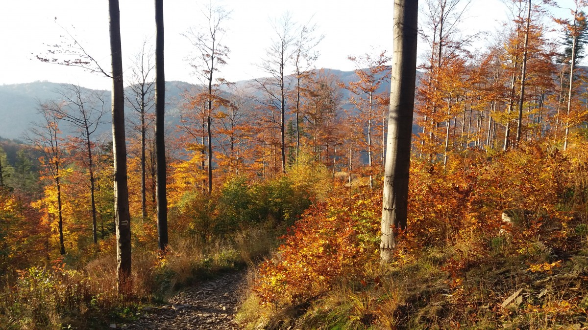 Zdjęcia: Na zielonym szlaku ze Skrzycznego  , Beskid Śląski, Jesień w górach, POLSKA Zdjęcia: Na zielonym szlaku ze Skrzycznego  , Beskid Śląski, Jesień w górach, POLSKA