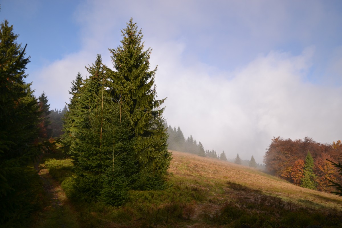 Zdjęcia: Rycerzowa, Beskid Żywiecki, Beskidzka jesień, POLSKA Zdjęcia: Rycerzowa, Beskid Żywiecki, Beskidzka jesień, POLSKA