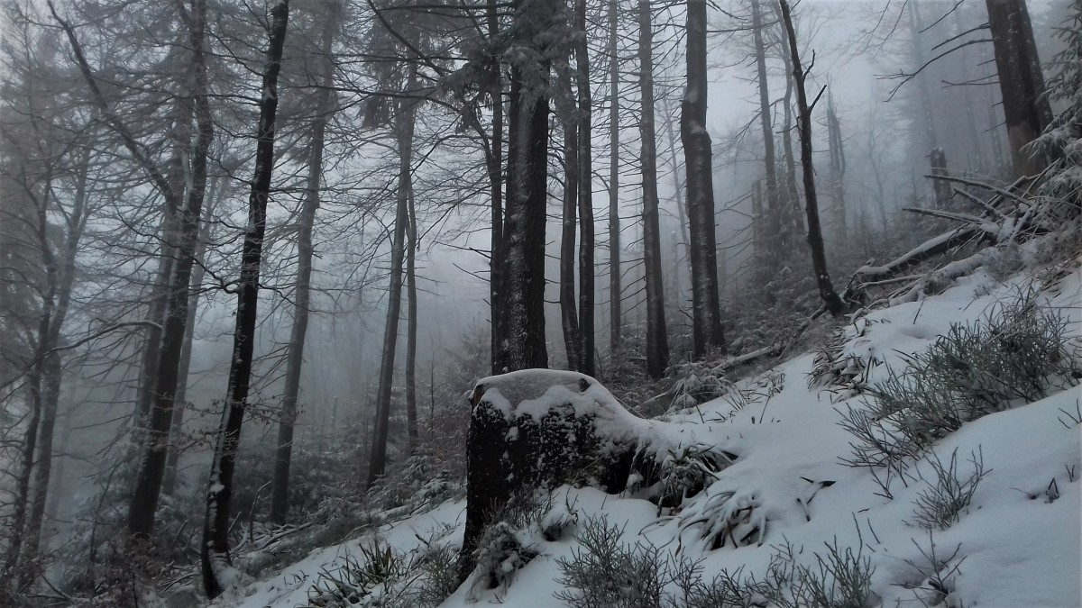 Zdjęcia: Szyndzielnia, Beskid Śląski, pierwszy śnieg, POLSKA Zdjęcia: Szyndzielnia, Beskid Śląski, pierwszy śnieg, POLSKA