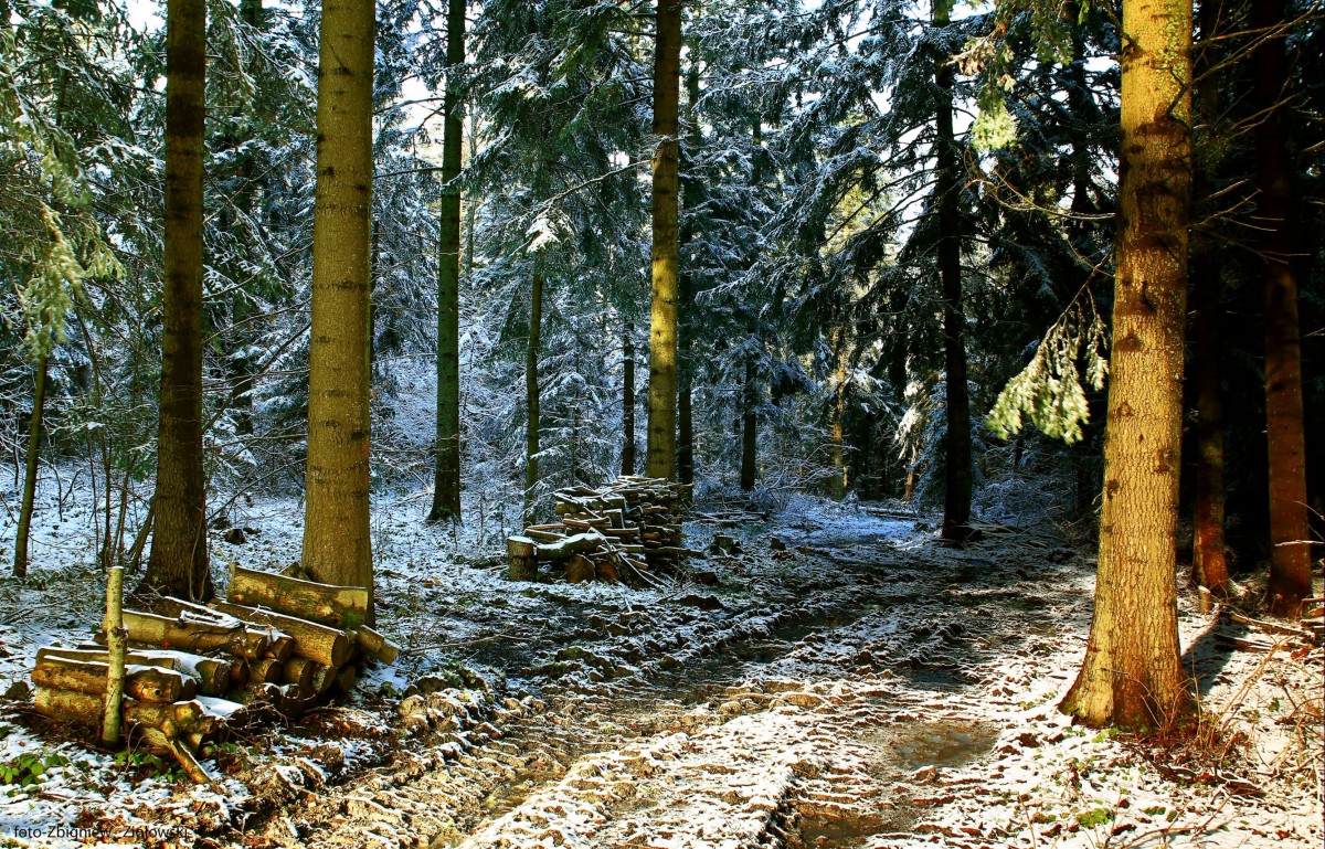 Zdjęcia: Tylicz, Beskidu Niskiego, Zima zagościła na dobre, POLSKA Zdjęcia: Tylicz, Beskidu Niskiego, Zima zagościła na dobre, POLSKA