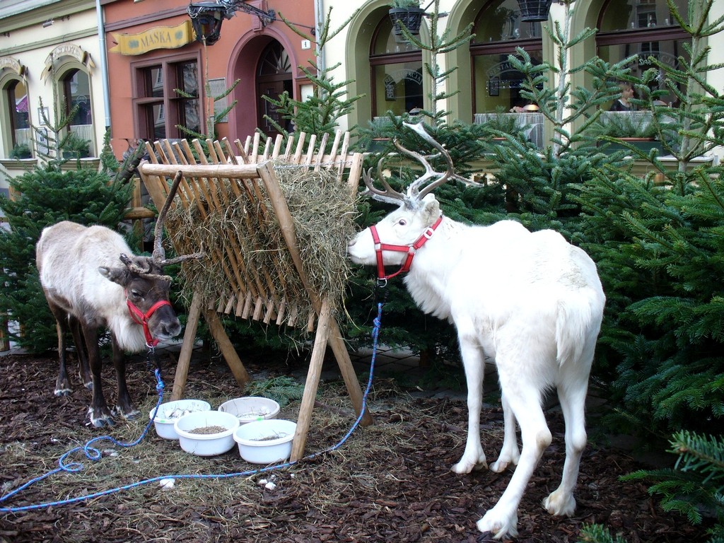 Zdjęcia: Opole, opolskie, Renifery w centrum miasta, POLSKA Zdjęcia: Opole, opolskie, Renifery w centrum miasta, POLSKA
