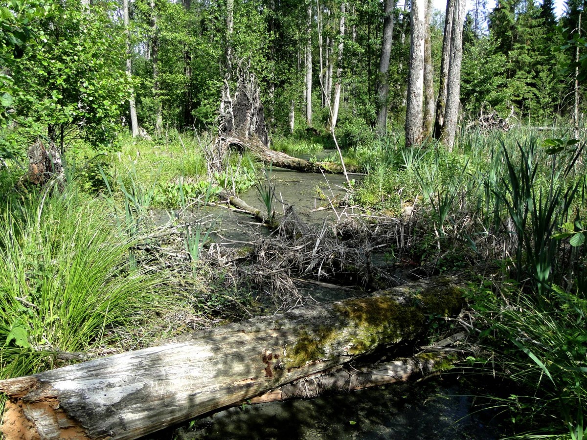 Zdjęcia: Puszcza Knyszyńska, Podlasie, Podlaskie chaszcze., POLSKA Zdjęcia: Puszcza Knyszyńska, Podlasie, Podlaskie chaszcze., POLSKA
