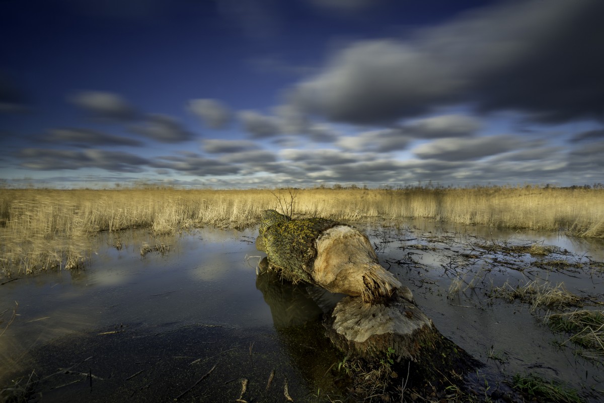 Zdjęcia: Nowa Pasłęka , warmia , nad zalewem Wislanym bobry maja  pełne zęby roboty , POLSKA Zdjęcia: Nowa Pasłęka , warmia , nad zalewem Wislanym bobry maja  pełne zęby roboty , POLSKA