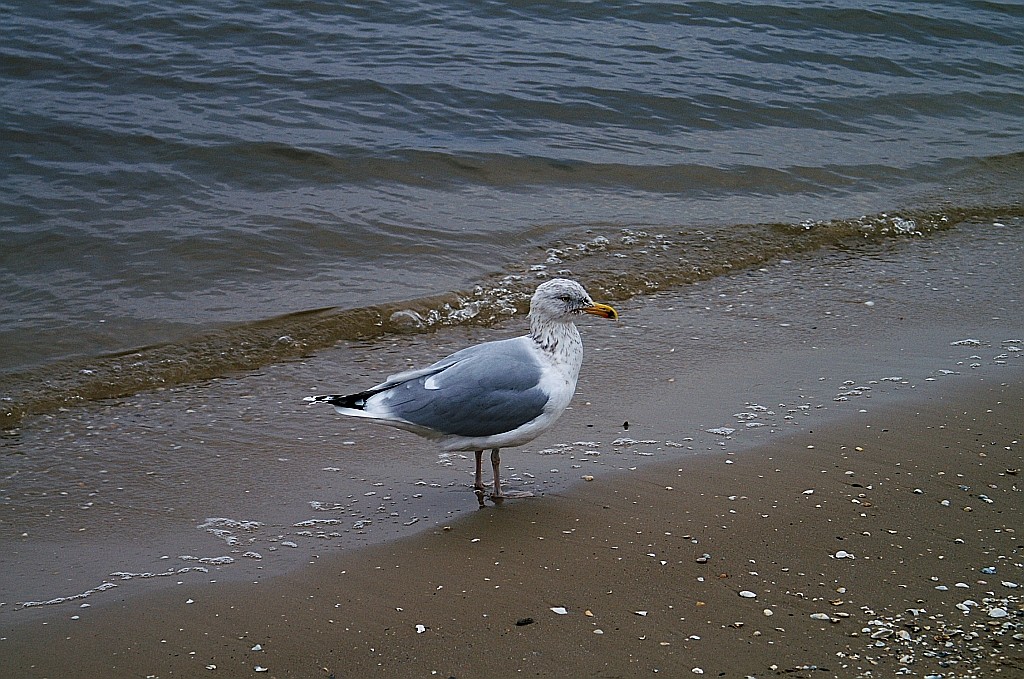 Zdjęcia: Świnoujście, Zachodniopomorskie, zimowa plaża, POLSKA Zdjęcia: Świnoujście, Zachodniopomorskie, zimowa plaża, POLSKA