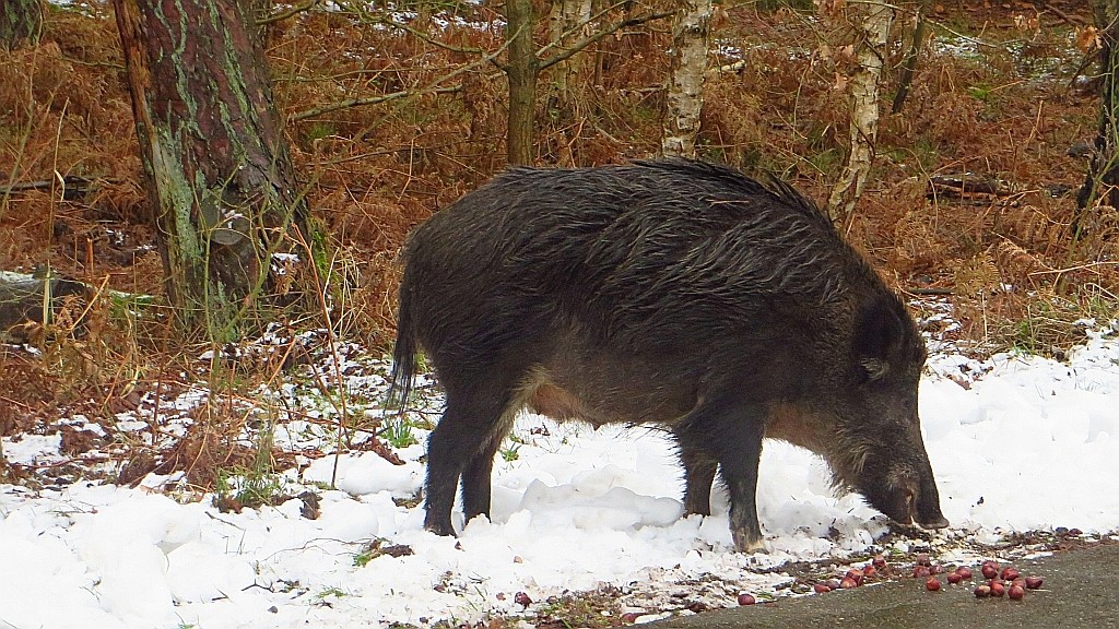 Zdjęcia: Świnoujście, Zachodniopomorskie, przekąska, POLSKA Zdjęcia: Świnoujście, Zachodniopomorskie, przekąska, POLSKA