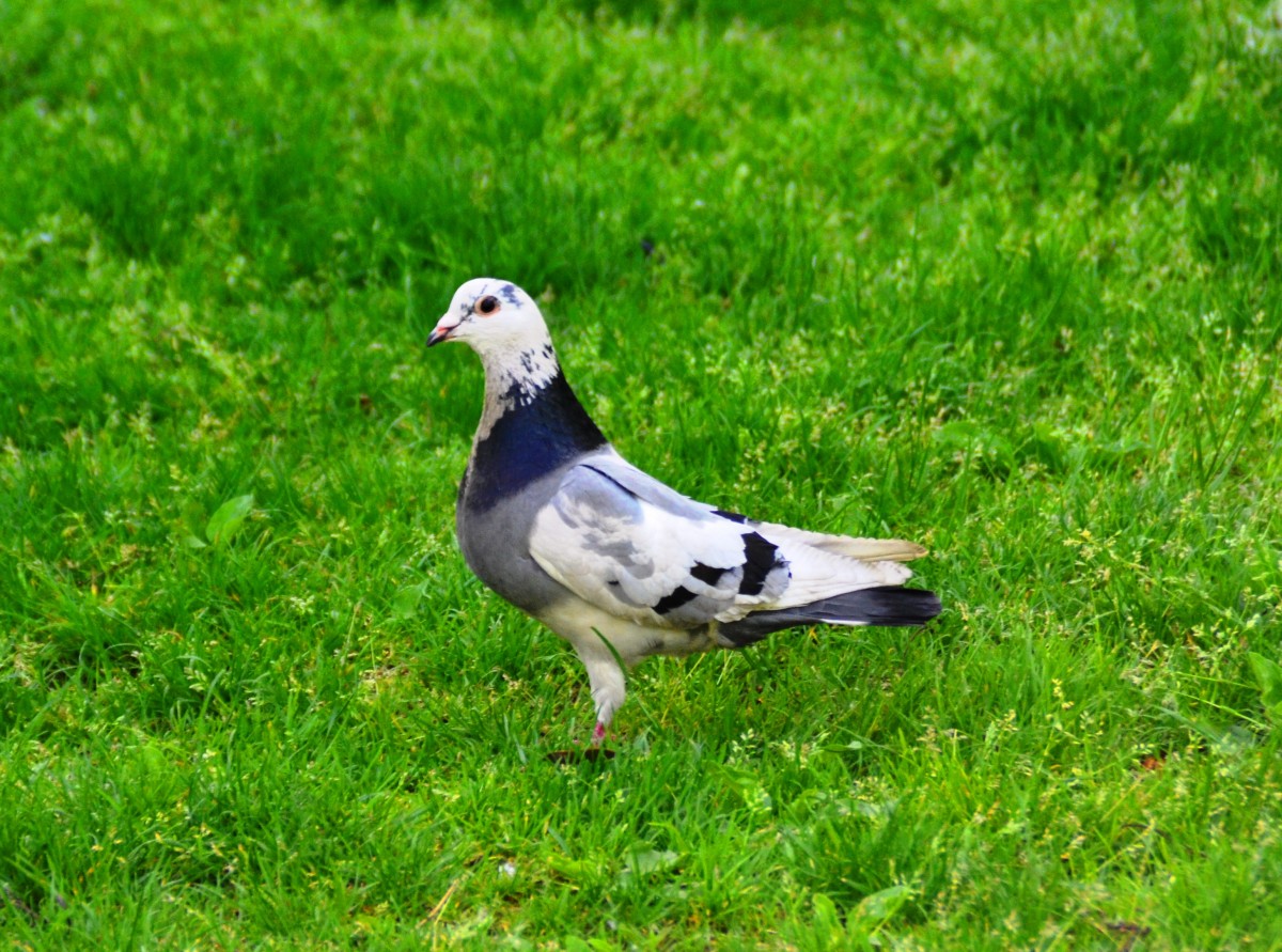 Zdjęcia: Częstochowa, śląskie, Na zielonym, POLSKA Zdjęcia: Częstochowa, śląskie, Na zielonym, POLSKA