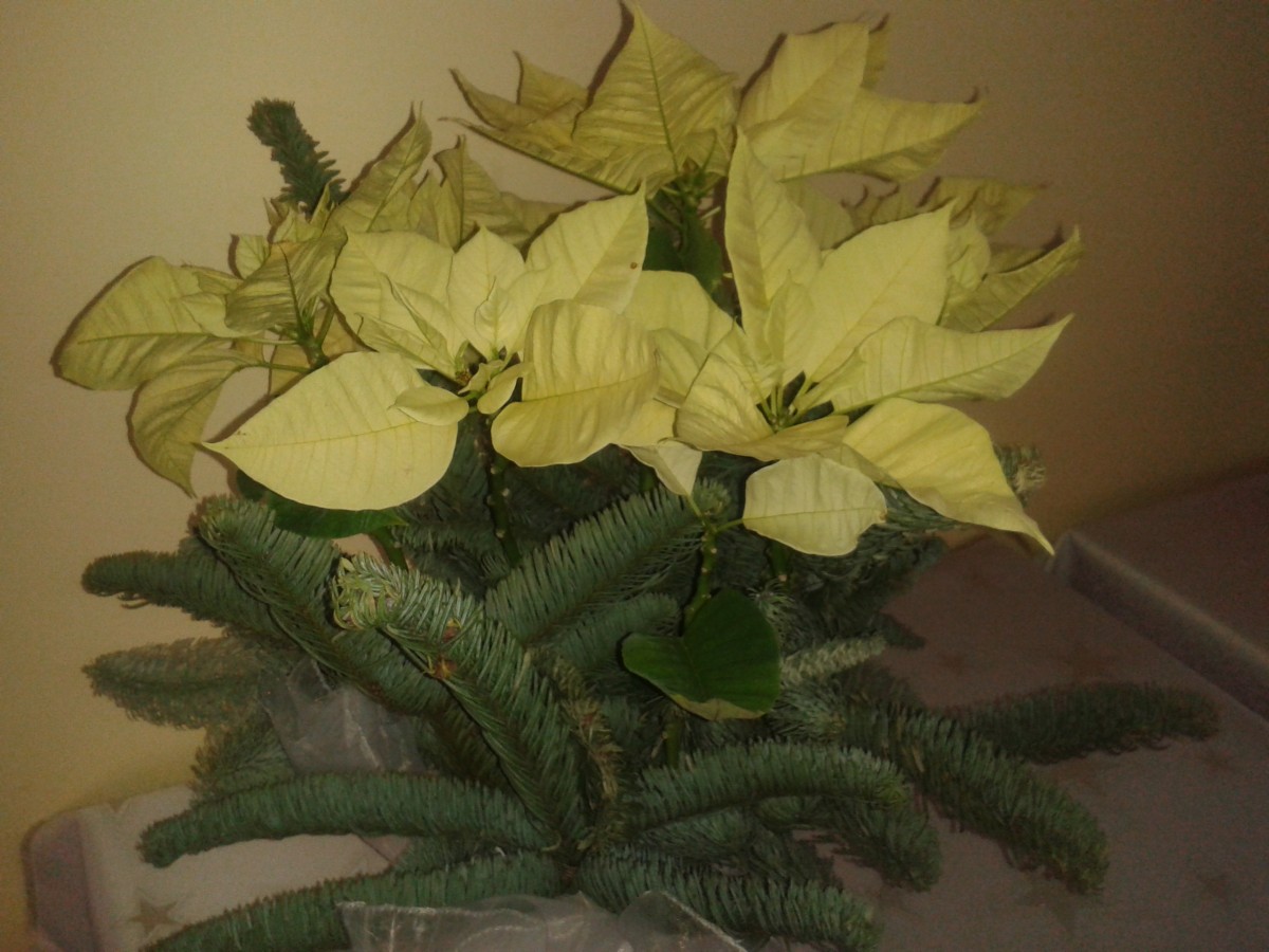 Zdjęcia: Opole, Opole, Stroiki opolskie, POLSKA Zdjęcia: Opole, Opole, Stroiki opolskie, POLSKA