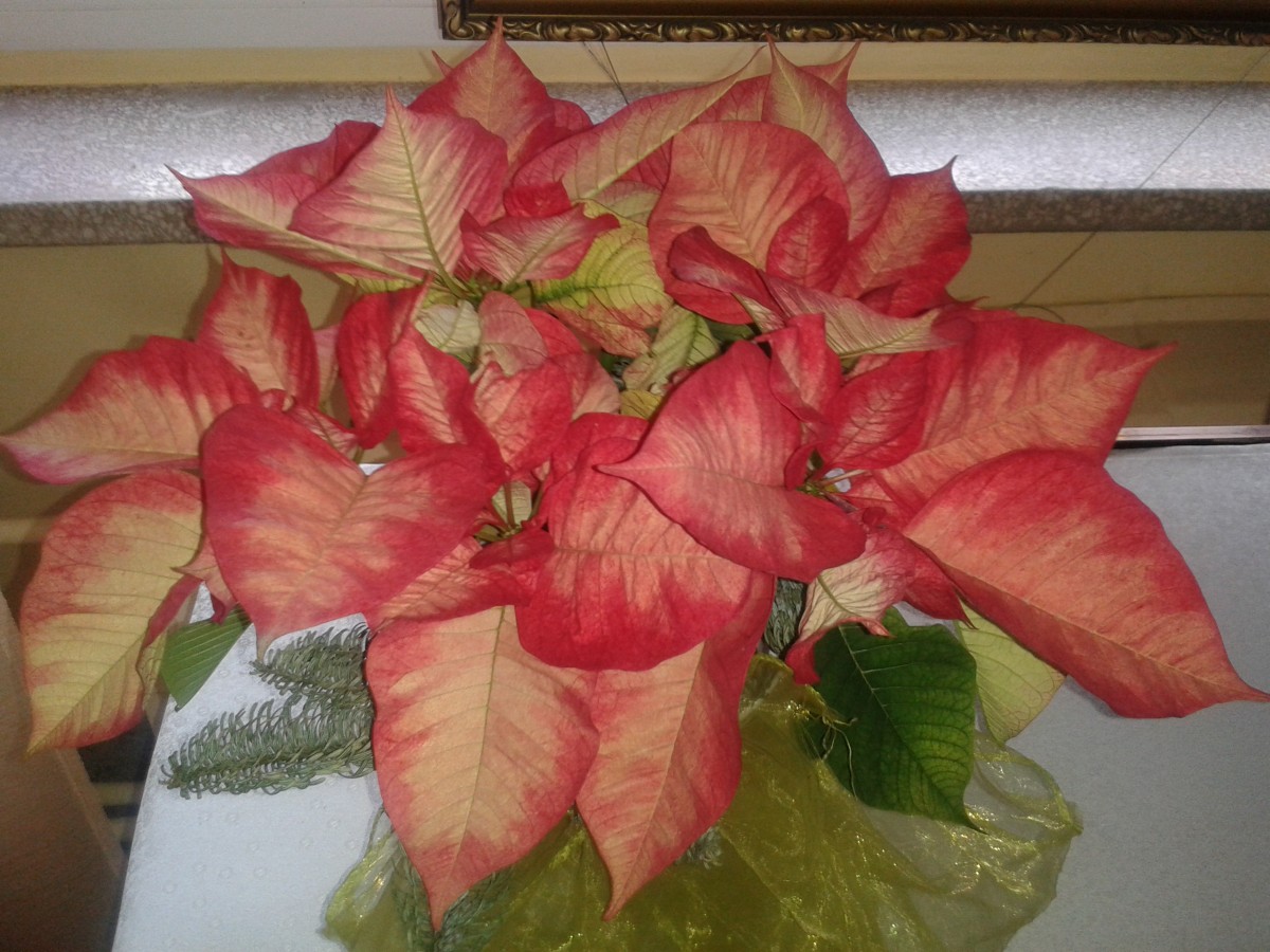 Zdjęcia: Opole, Opole, Stroiki opolskie, POLSKA Zdjęcia: Opole, Opole, Stroiki opolskie, POLSKA