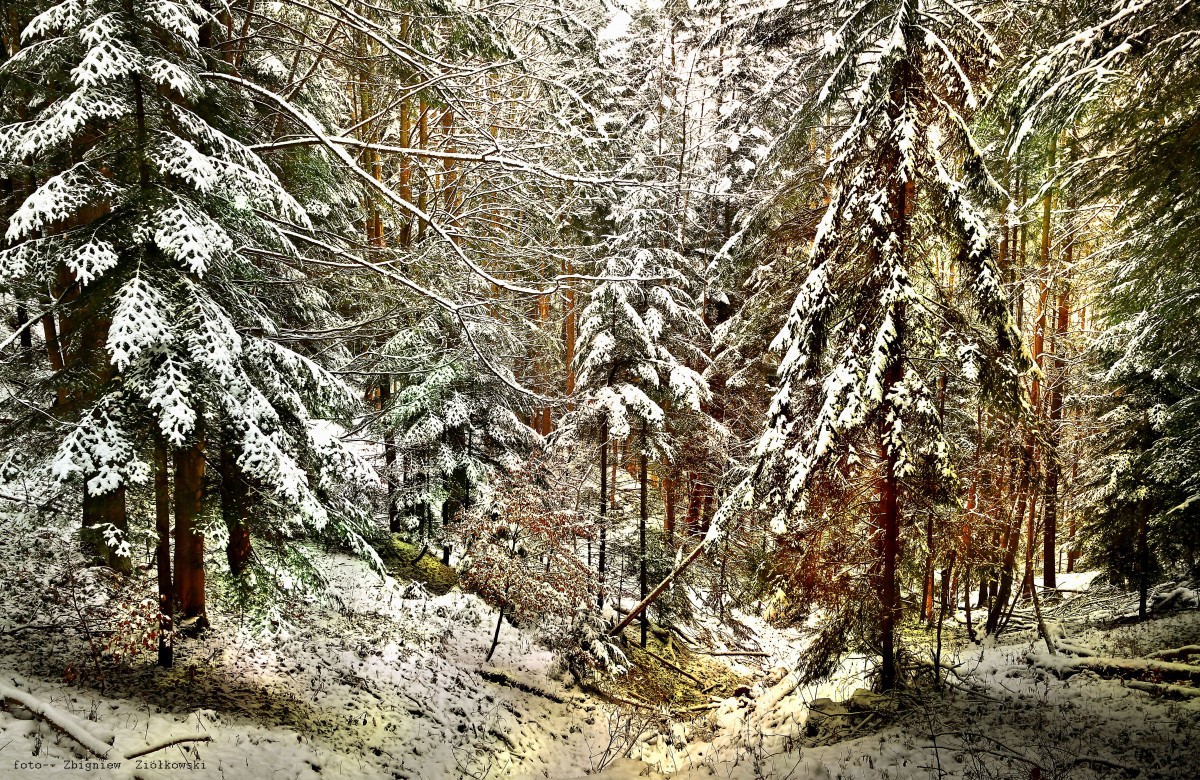 Zdjęcia: Tylicz, Beskid Sądecki, Beskidy zimą, POLSKA Zdjęcia: Tylicz, Beskid Sądecki, Beskidy zimą, POLSKA