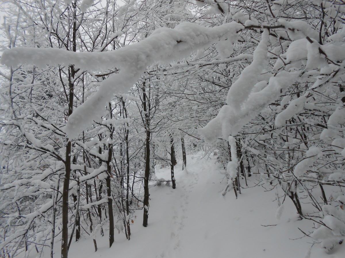 Zdjęcia: na szlaku..., beskid mały, pod Leskowcem , POLSKA Zdjęcia: na szlaku..., beskid mały, pod Leskowcem , POLSKA