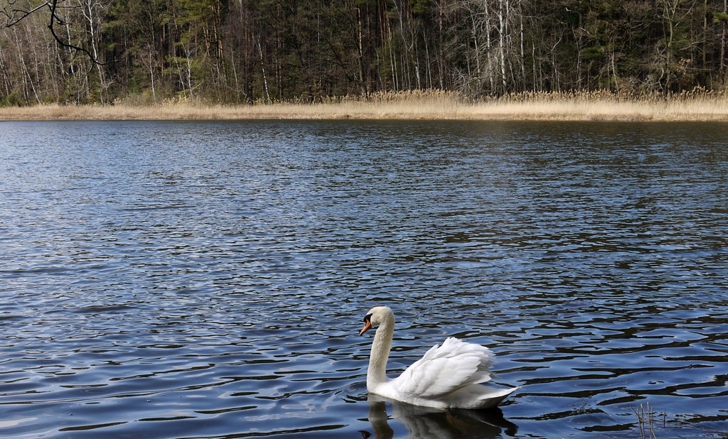 Zdjęcia: Lipno, opolskie, Łabędź na stawie , POLSKA Zdjęcia: Lipno, opolskie, Łabędź na stawie , POLSKA