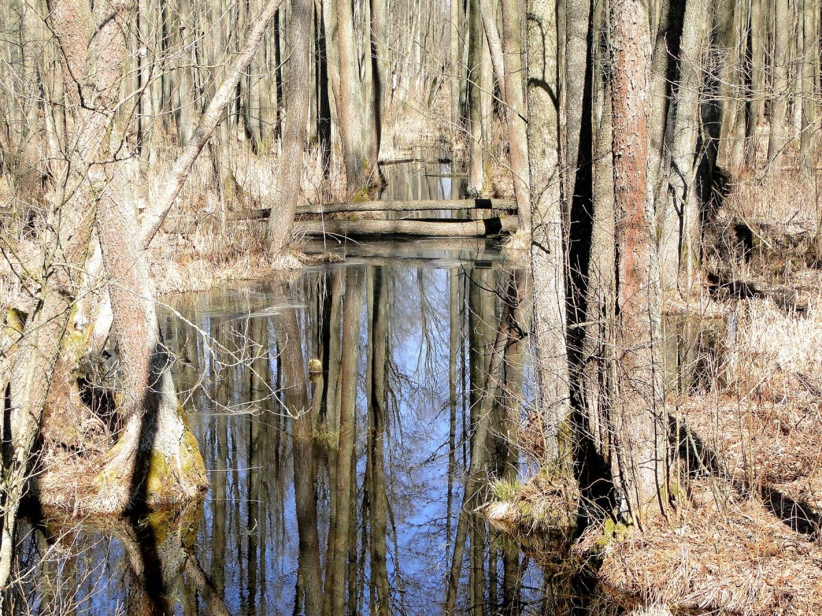Zdjęcia: Dolina Biebrzy, Podlasie, W dolinie Biebrzy., POLSKA Zdjęcia: Dolina Biebrzy, Podlasie, W dolinie Biebrzy., POLSKA