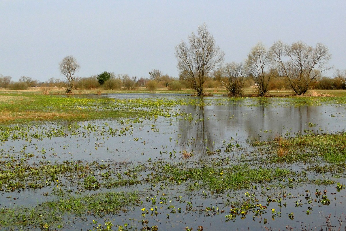 Zdjęcia: Dolina Biebrzy, Podlasie, Wiosenne Podlasie., POLSKA Zdjęcia: Dolina Biebrzy, Podlasie, Wiosenne Podlasie., POLSKA