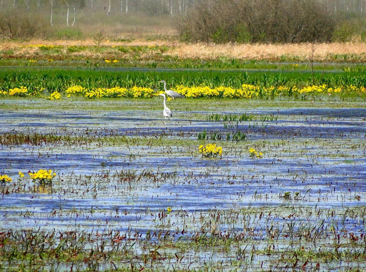 Zdjęcia: Dolina Biebrzy, Podlasie, Kaczeńców czas..., POLSKA Zdjęcia: Dolina Biebrzy, Podlasie, Kaczeńców czas..., POLSKA
