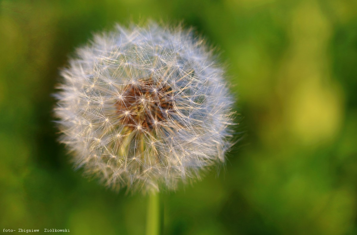 Zdjęcia: Polska, Polska,  (Sonchus arvensis L.), POLSKA Zdjęcia: Polska, Polska,  (Sonchus arvensis L.), POLSKA
