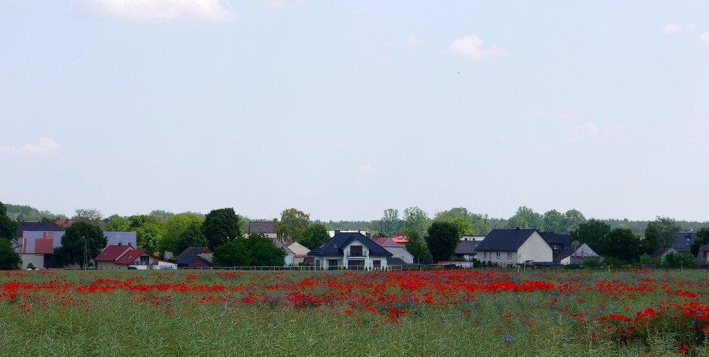 Zdjęcia: Ujazd Śląski, opolskie, Makowy krajobraz, POLSKA Zdjęcia: Ujazd Śląski, opolskie, Makowy krajobraz, POLSKA