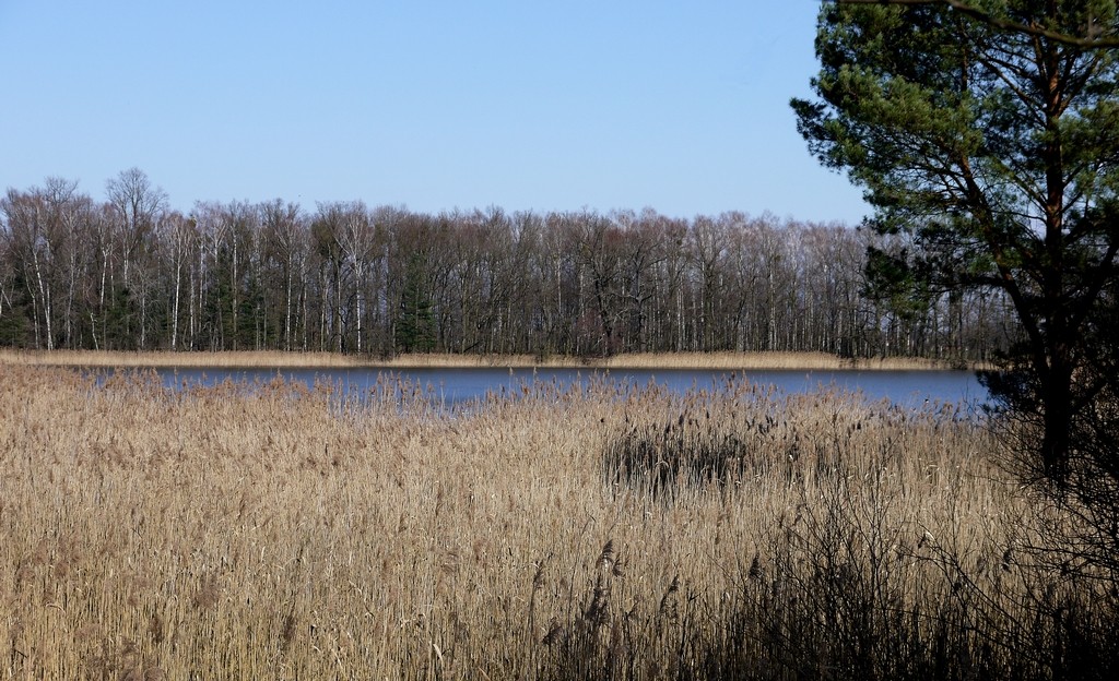 Zdjęcia: Lipno, opolskie, Widok na szuwarki, POLSKA Zdjęcia: Lipno, opolskie, Widok na szuwarki, POLSKA