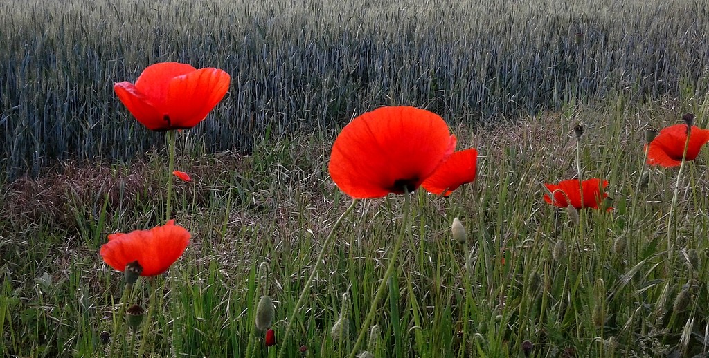 Zdjęcia: Nad Odrą, opolskie, Nasze polskie krajobrazy, POLSKA Zdjęcia: Nad Odrą, opolskie, Nasze polskie krajobrazy, POLSKA