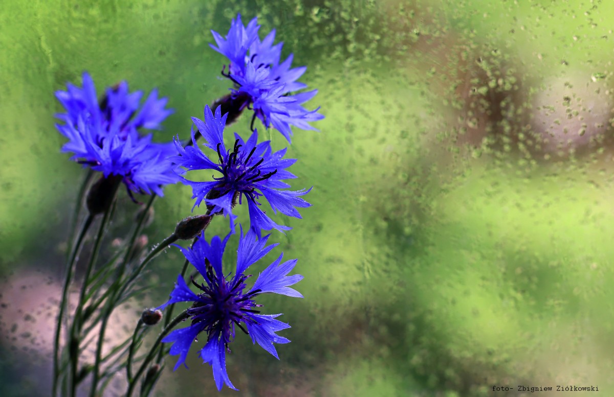 Zdjęcia: Nadnoteckie łęgi, pow-żniński, Kojarzone z polską wsią, POLSKA Zdjęcia: Nadnoteckie łęgi, pow-żniński, Kojarzone z polską wsią, POLSKA