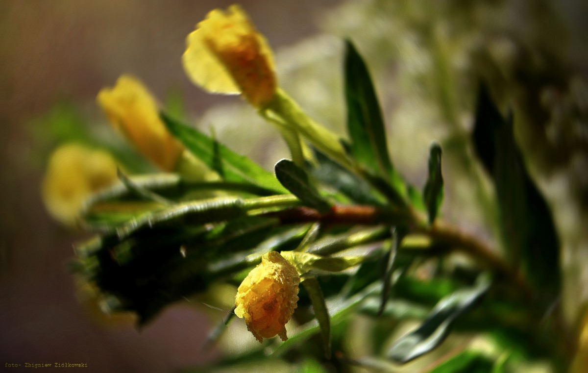 Zdjęcia: Nadnoteckie łęgi, pow-żniński, Klimat polskich łąk, POLSKA Zdjęcia: Nadnoteckie łęgi, pow-żniński, Klimat polskich łąk, POLSKA