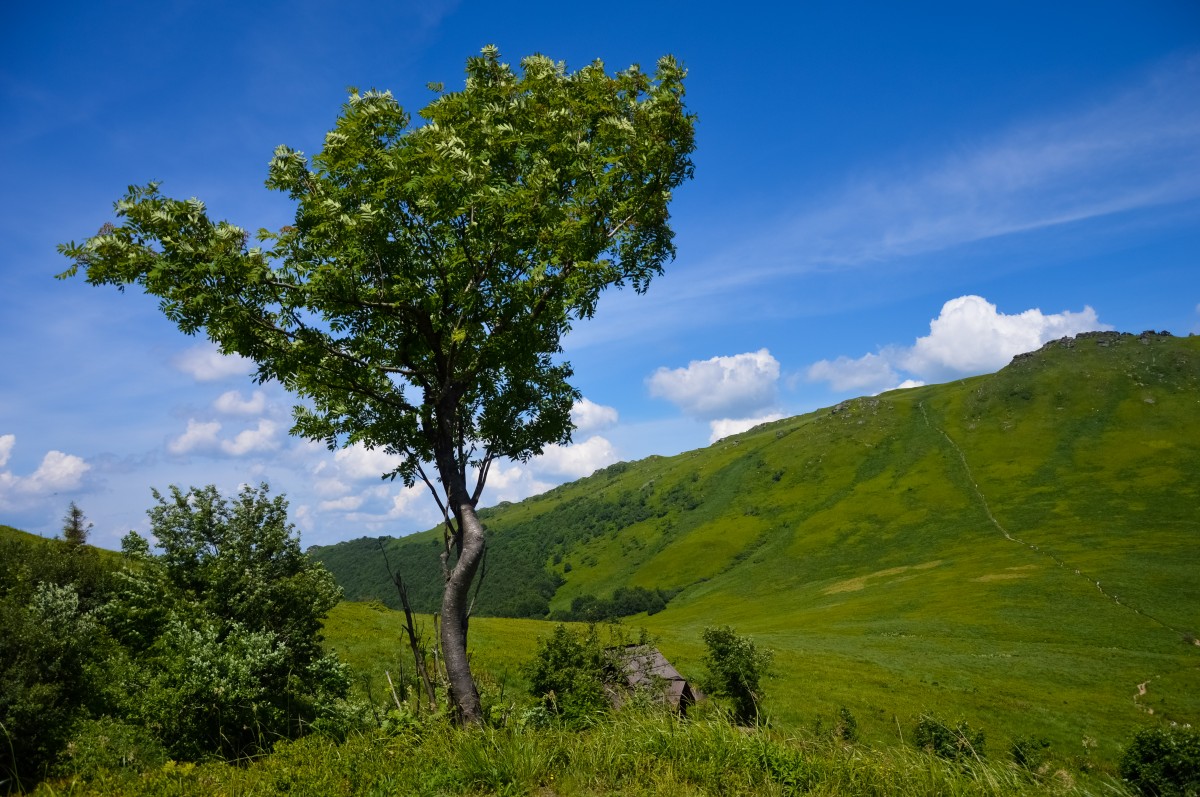 Zdjęcia: Bieszczady, Podkarpacie, Tam Gdzie Rośnie Jarzębina, POLSKA Zdjęcia: Bieszczady, Podkarpacie, Tam Gdzie Rośnie Jarzębina, POLSKA