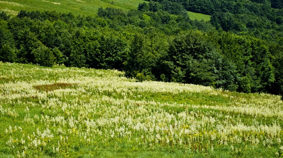 Zdjęcia: Bieszczady, Podkarpacie, To Ja, Ciemiężyca Się Nazywam..., POLSKA Zdjęcia: Bieszczady, Podkarpacie, To Ja, Ciemiężyca Się Nazywam..., POLSKA
