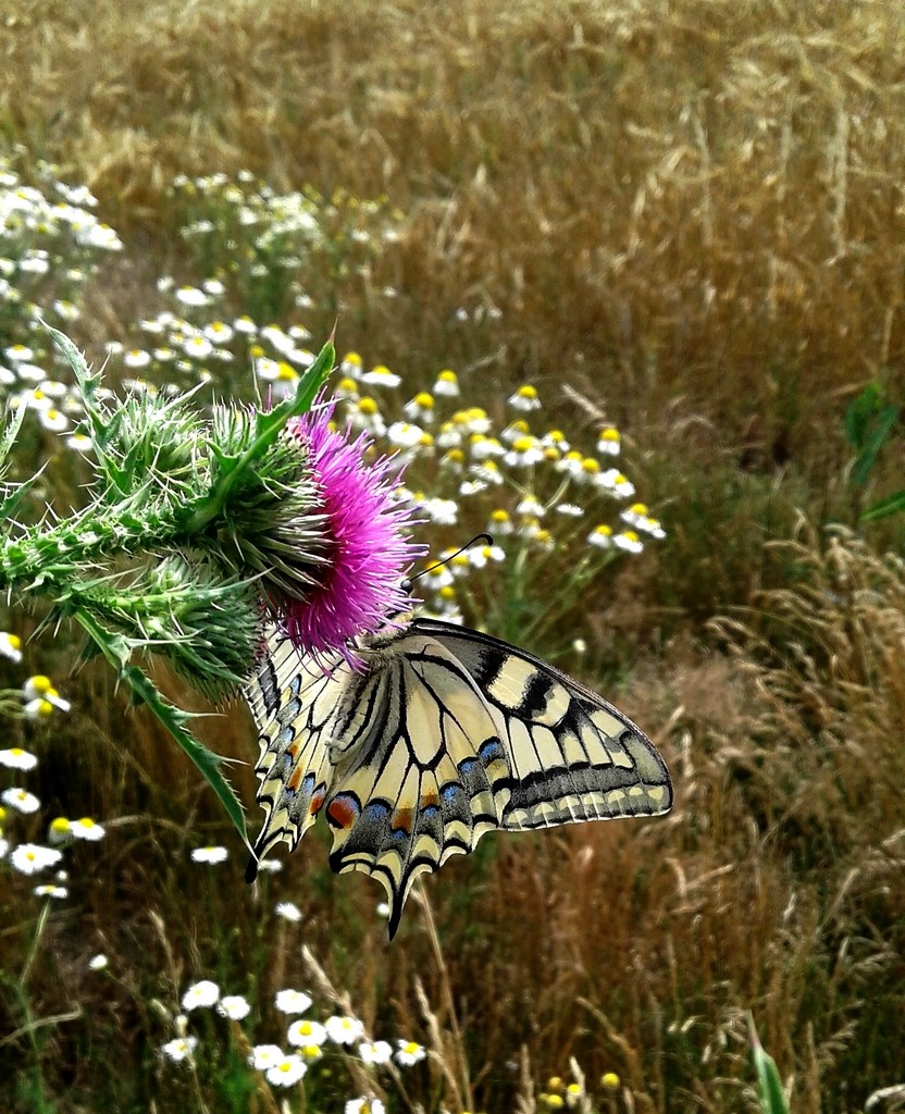 Zdjęcia: Nad Odrą, opolskie, Paź królowej w wysokiej trawie, POLSKA Zdjęcia: Nad Odrą, opolskie, Paź królowej w wysokiej trawie, POLSKA