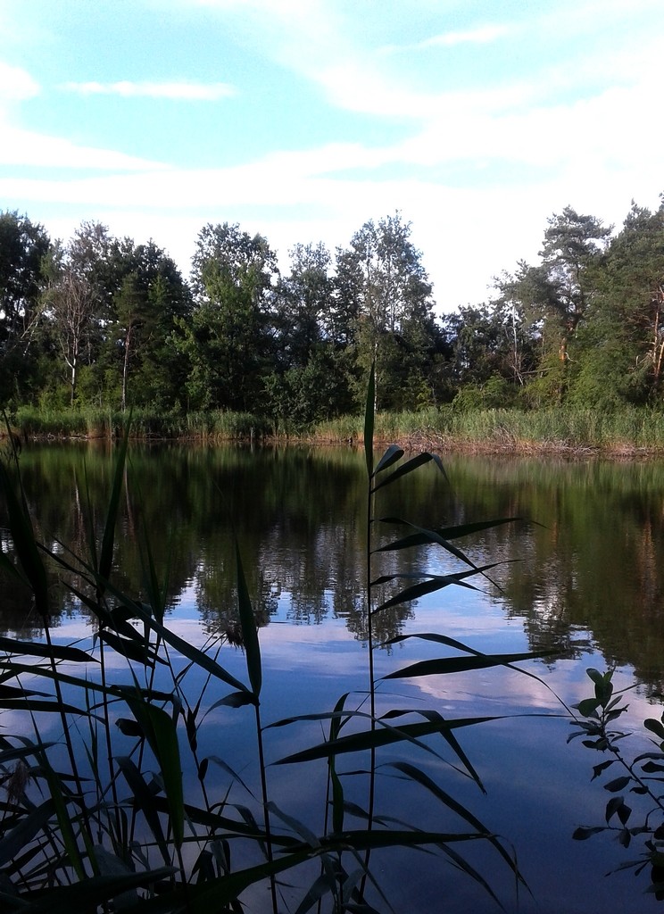 Zdjęcia: Opole, opolskie, Staw przed wieczorem, POLSKA Zdjęcia: Opole, opolskie, Staw przed wieczorem, POLSKA