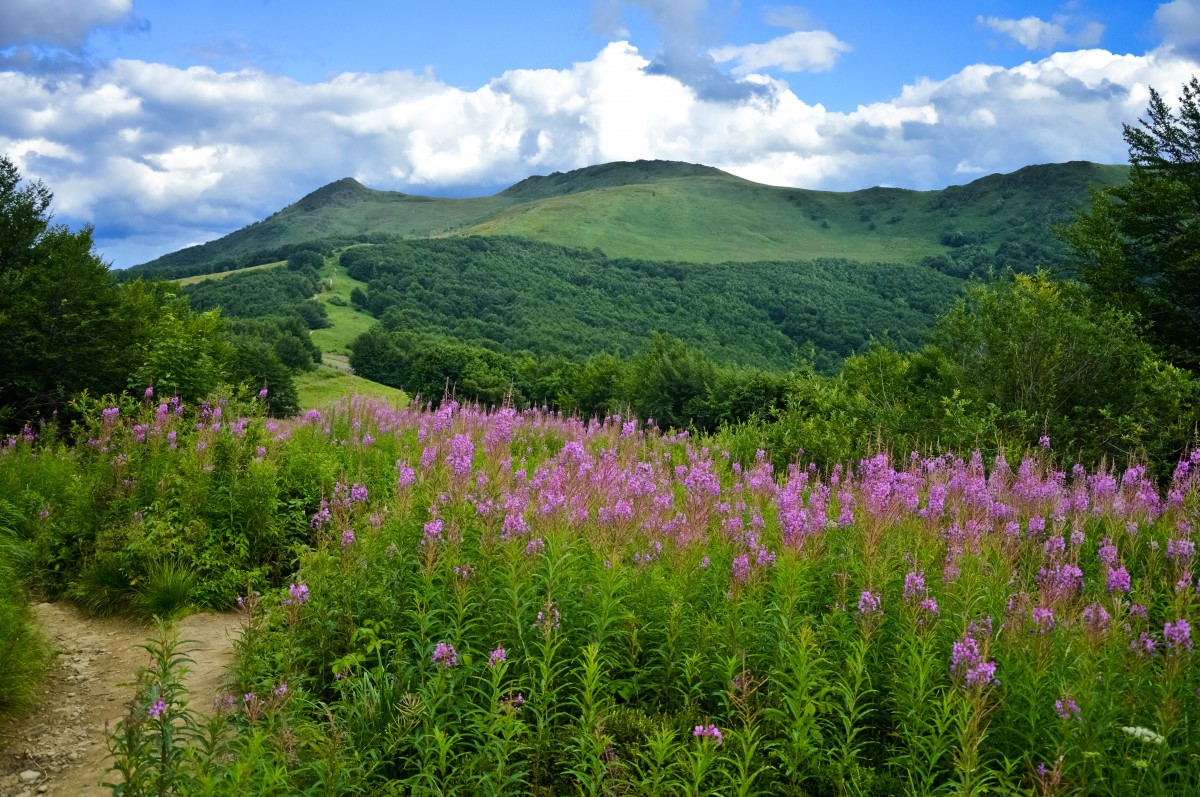 Zdjęcia: Bieszczady, Podkarpacie, Przez Wierzbówkę, POLSKA Zdjęcia: Bieszczady, Podkarpacie, Przez Wierzbówkę, POLSKA