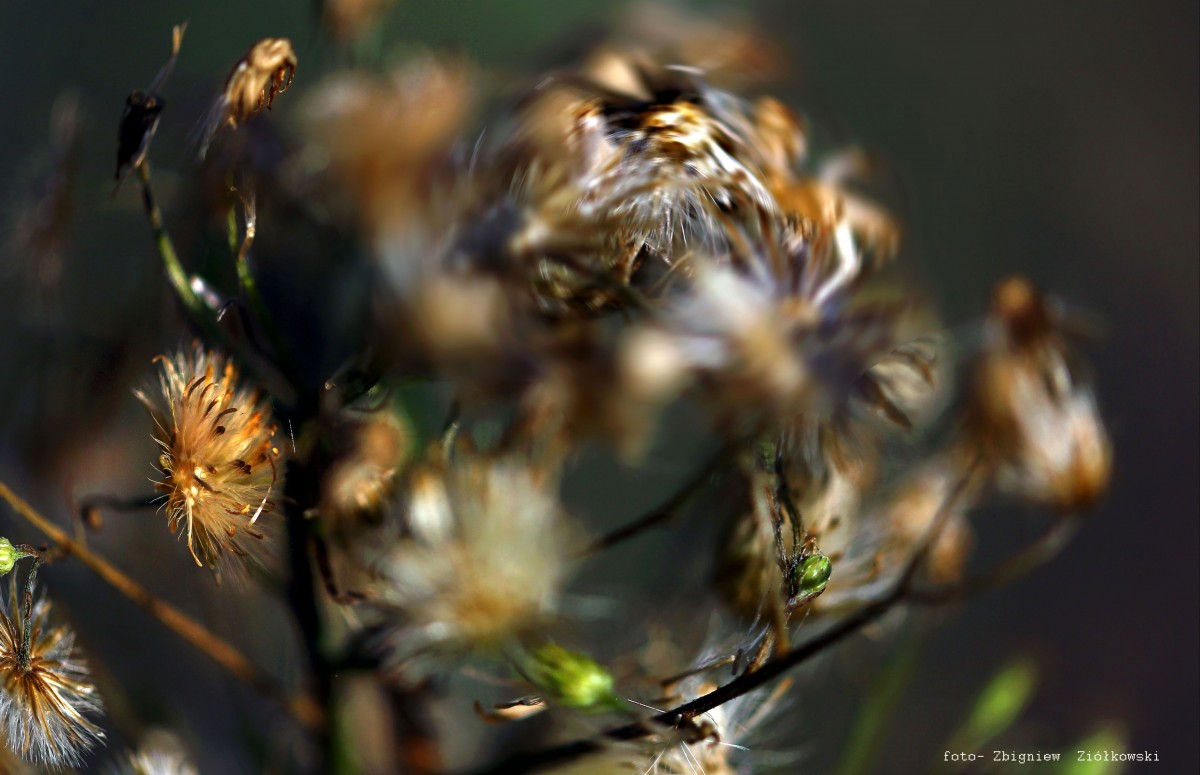 Zdjęcia: Nadnoteckie łęgi, pow-żniński, Polne opowieści..., POLSKA Zdjęcia: Nadnoteckie łęgi, pow-żniński, Polne opowieści..., POLSKA