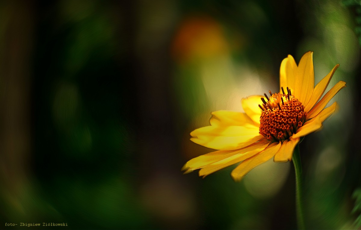 Zdjęcia: Nadnoteckie łęgi, pow-żniński, -Rudbekia, POLSKA Zdjęcia: Nadnoteckie łęgi, pow-żniński, -Rudbekia, POLSKA