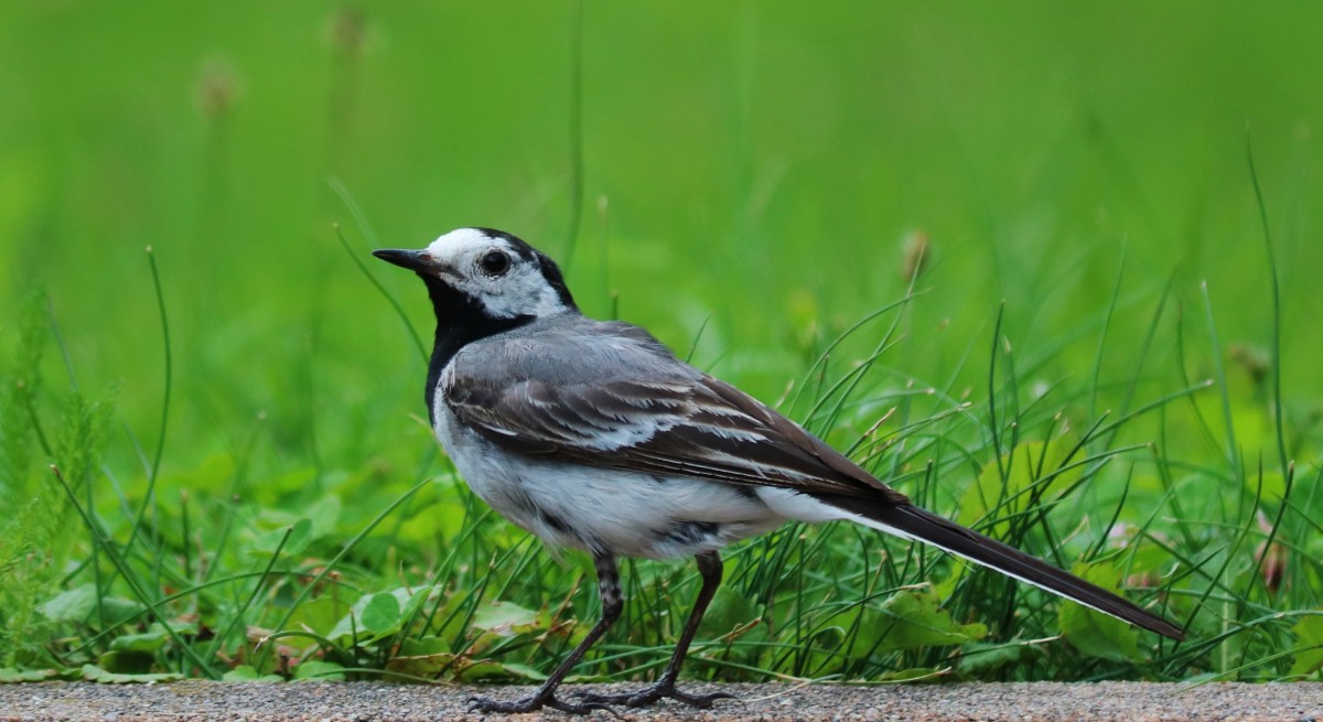 Zdjęcia: Muszyna, Beskid Sądecki, Pliszka siwa, POLSKA Zdjęcia: Muszyna, Beskid Sądecki, Pliszka siwa, POLSKA