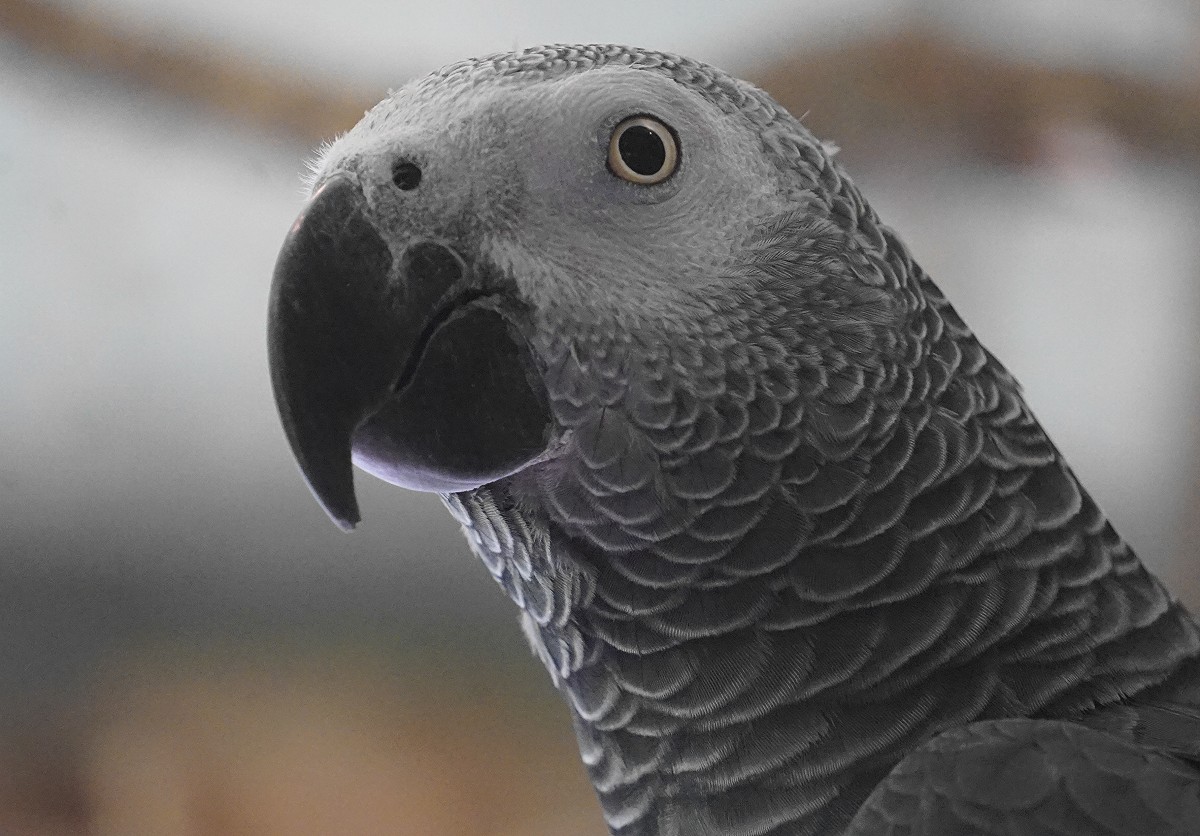 Zdjęcia: Gdańskie ZOO, Gdańsk, Żako, POLSKA Zdjęcia: Gdańskie ZOO, Gdańsk, Żako, POLSKA