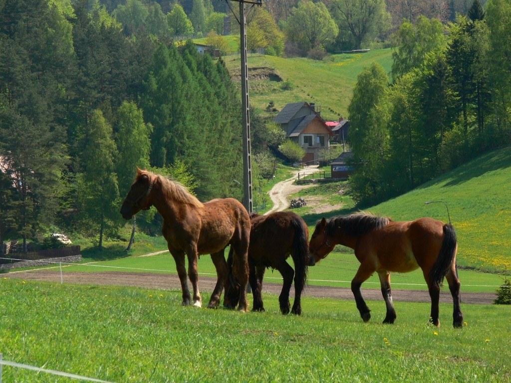 Zdjęcia: Szymbark, Szwajcaria Kaszubska, Rodzinka, POLSKA Zdjęcia: Szymbark, Szwajcaria Kaszubska, Rodzinka, POLSKA