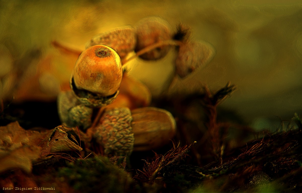 Zdjęcia: Bory Tucholskie, Bory Tucholskie, Żołędzie a zdrowie, POLSKA Zdjęcia: Bory Tucholskie, Bory Tucholskie, Żołędzie a zdrowie, POLSKA
