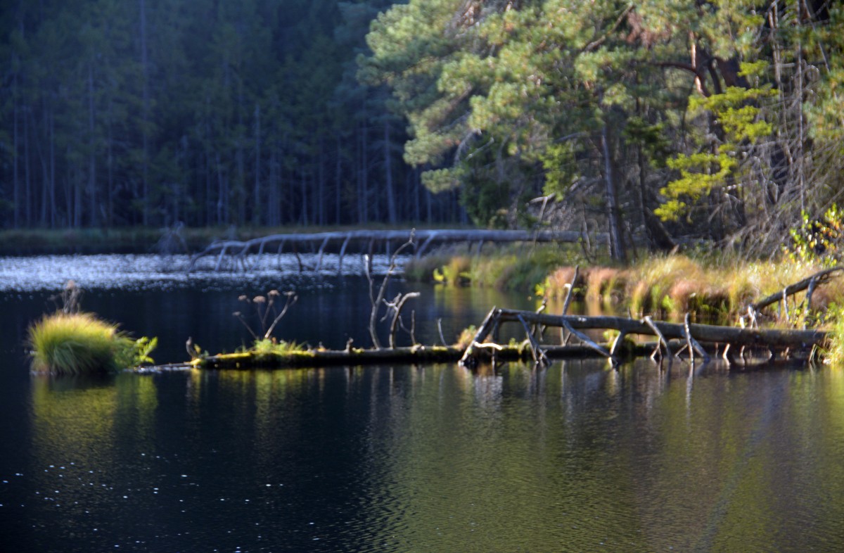 Zdjęcia: O.O.Ś. Suchar Dembowskich, Wigierski Park Narodowy, Umarłe drzewa, POLSKA Zdjęcia: O.O.Ś. Suchar Dembowskich, Wigierski Park Narodowy, Umarłe drzewa, POLSKA
