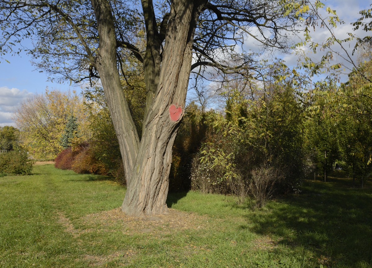 Zdjęcia: Park im. Księcia Janusza, mazowieckie, jesienna Warszawa, POLSKA Zdjęcia: Park im. Księcia Janusza, mazowieckie, jesienna Warszawa, POLSKA