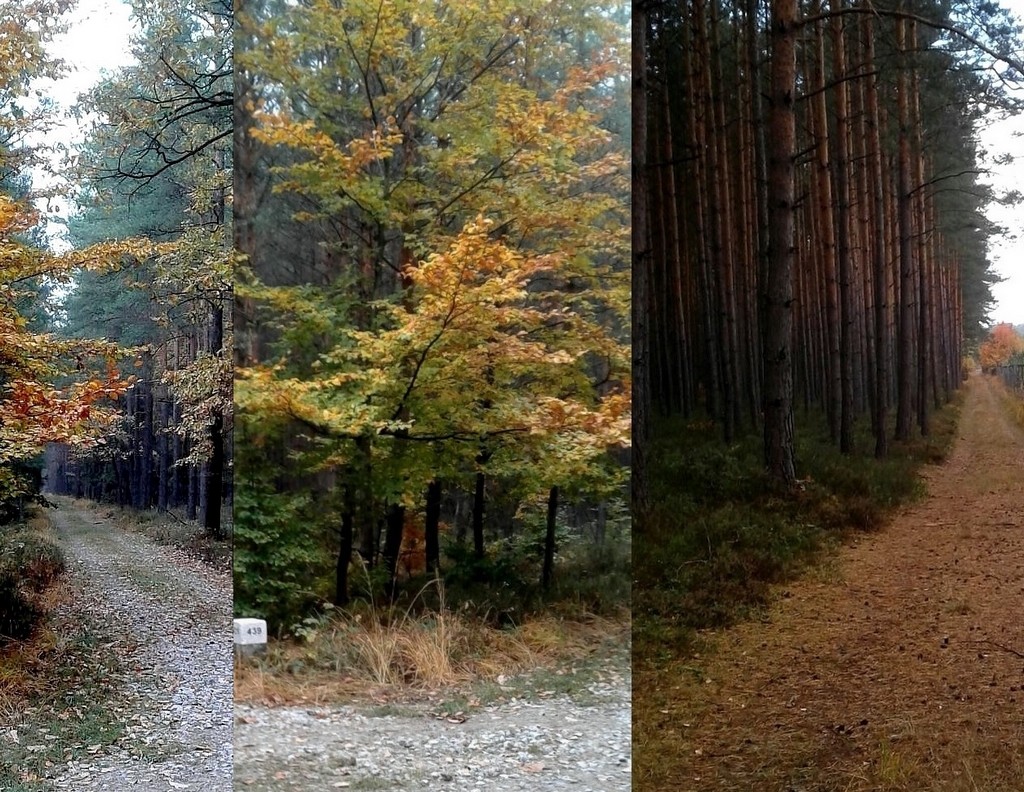 Zdjęcia: Smolarnia, opolskie, Leśne zamglone ścieżki, POLSKA Zdjęcia: Smolarnia, opolskie, Leśne zamglone ścieżki, POLSKA